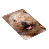 Portret van Soft Coated Wheaten Terrier Magneet (Rechterzijde)