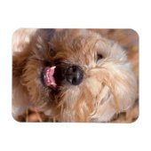 Portret van Soft Coated Wheaten Terrier Magneet (Horizontaal)