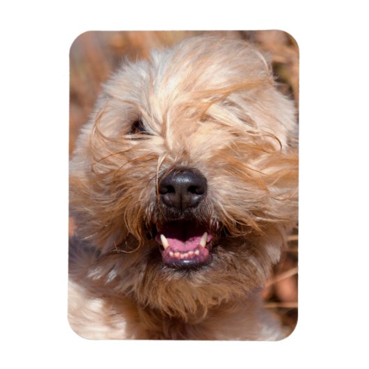 Portret van Soft Coated Wheaten Terrier Magneet (Verticaal)