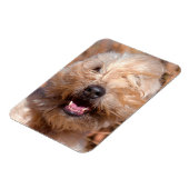 Portret van Soft Coated Wheaten Terrier Magneet (Linkerzijde)