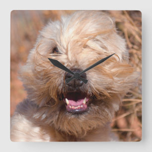 Portret van Soft Coated Wheaten Terrier Vierkante Klok