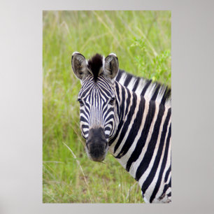 Portret van steppezebra, Hluhluwe-Umfolozi wildres Poster