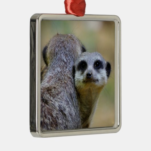 Portret van stokstaartjes of suricata's   metalen ornament (Rechts)