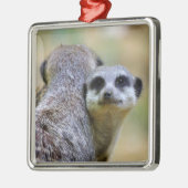 Portret van stokstaartjes of suricata's   metalen ornament (Links)