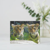Portret van tijger Cubs Briefkaart (Staand voorkant)