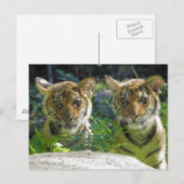 Portret van tijger Cubs Briefkaart (Voorkant / Achterkant)
