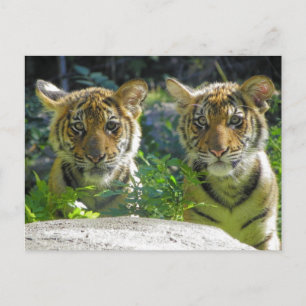 Portret van tijger Cubs Briefkaart