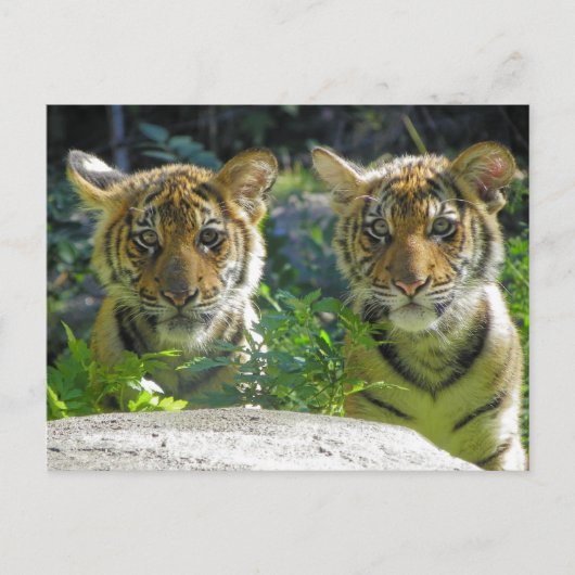 Portret van tijger Cubs Briefkaart (Voorkant)