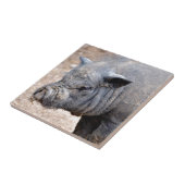 Portret van Vietnamese snaarvarken Tegeltje (Zijkant)