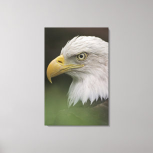 Portret van volwassen Amerikaanse zeearend, Haliae Canvas Afdruk
