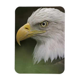 Portret van volwassen Amerikaanse zeearend, Haliae Magneet
