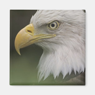 Portret van volwassen Amerikaanse zeearend, Haliae Magneet