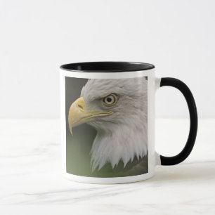Portret van volwassen Amerikaanse zeearend, Haliae Mok
