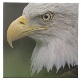 Portret van volwassen Amerikaanse zeearend, Haliae Tegeltje