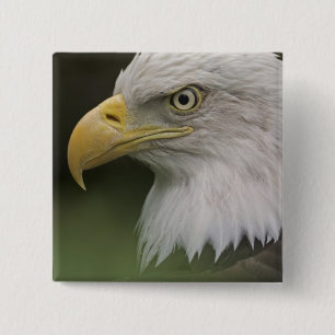 Portret van volwassen Amerikaanse zeearend, Haliae Vierkante Button 5,1 Cm