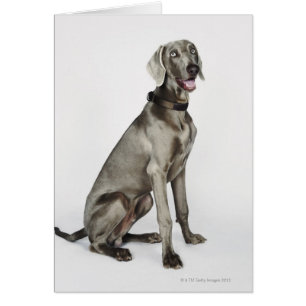 Portret van Weimaraner-hond