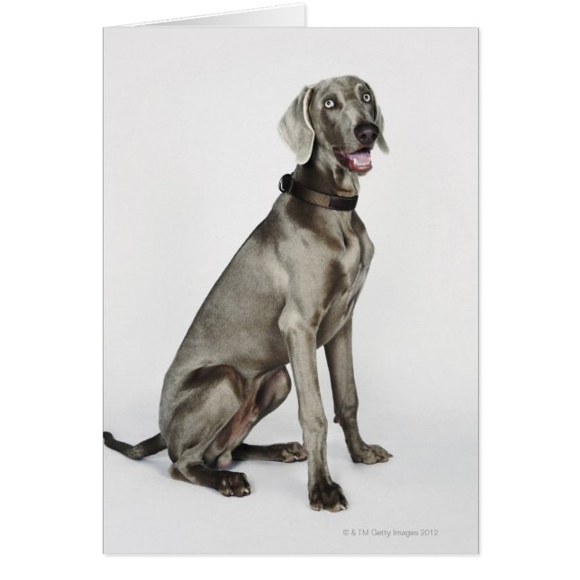 Portret van Weimaraner-hond (Voorkant)