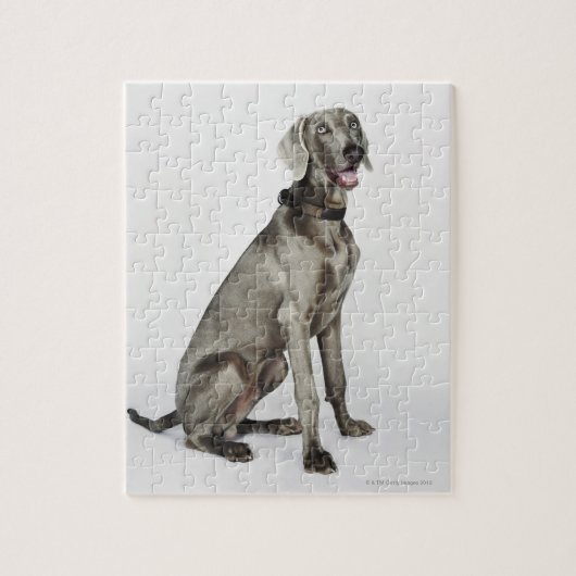 Portret van Weimaraner-hond Legpuzzel (Verticaal)