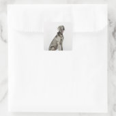 Portret van Weimaraner-hond Vierkante Sticker (Tas)