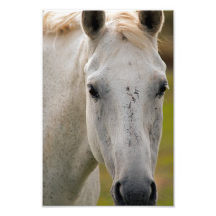 Portret van White Horse Foto Afdruk