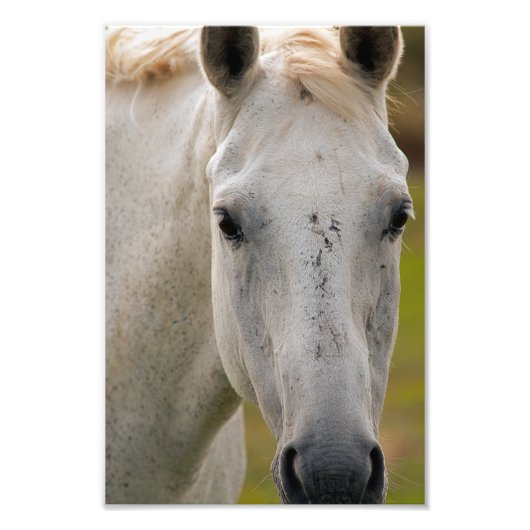 Portret van White Horse Foto Afdruk (Voorkant)