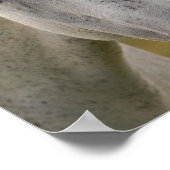 Portret van White Horse Poster (Hoek)