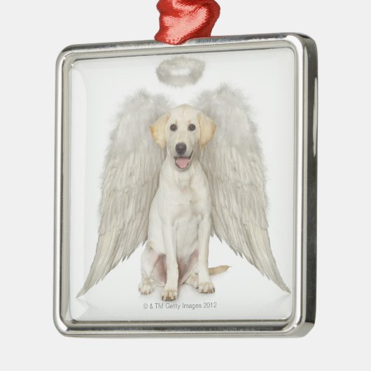 Portret van witte labrador, die draagt metalen ornament (Links)