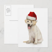 Portret van witte labrador-terugzetapparaat briefkaart (Voorkant / Achterkant)