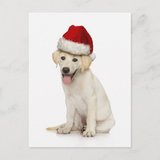 Portret van witte labrador-terugzetapparaat briefkaart (Voorkant)