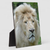 Portret van witte leeuw fotoplaat (Zijkant)