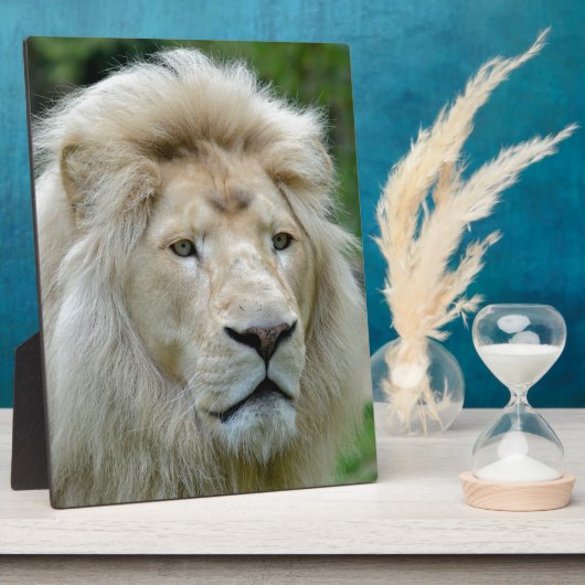 Portret van witte leeuw fotoplaat (Zijkant)