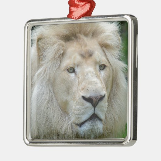 Portret van witte leeuw metalen ornament (Links)