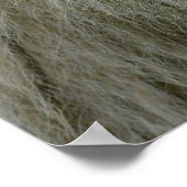 Portret van witte leeuw poster (Hoek)