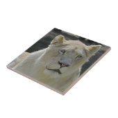 Portret van witte leeuwen tegeltje (Zijkant)