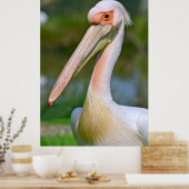 Portret van witte pelikaan poster (Keuken)