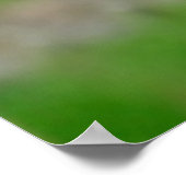 Portret van witte pelikaan poster (Hoek)