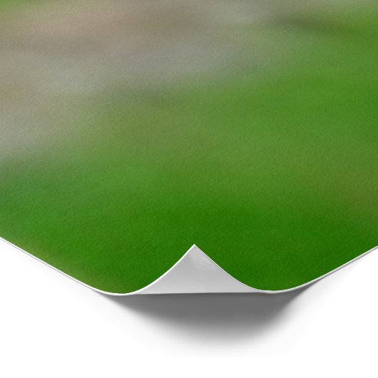 Portret van witte pelikaan poster (Hoek)