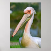 Portret van witte pelikaan poster (Voorkant)
