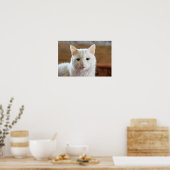 Portret van witte Turkse angorakat Poster (Keuken)