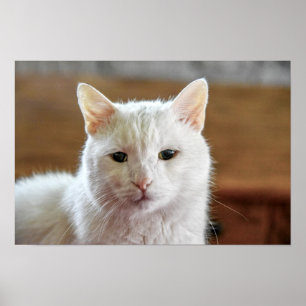 Portret van witte Turkse angorakat Poster