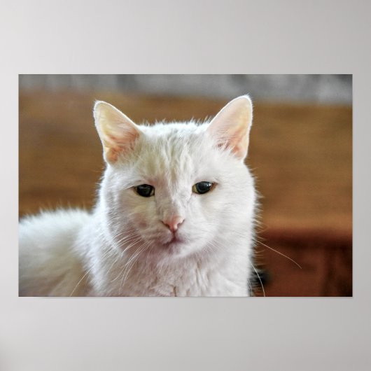 Portret van witte Turkse angorakat Poster (Voorkant)