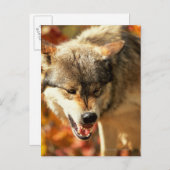 Portret van wolvengroei briefkaart (Voorkant / Achterkant)