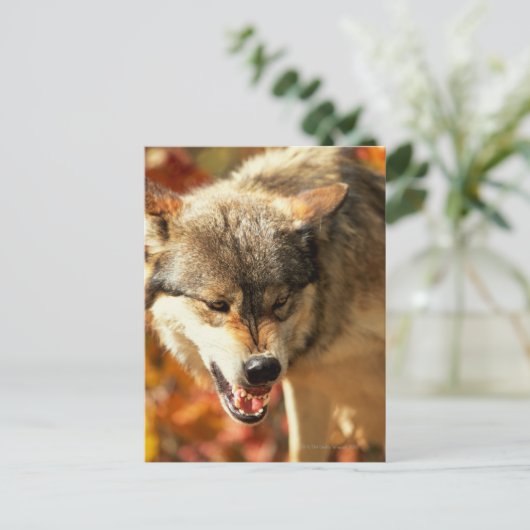 Portret van wolvengroei briefkaart (Staand voorkant)