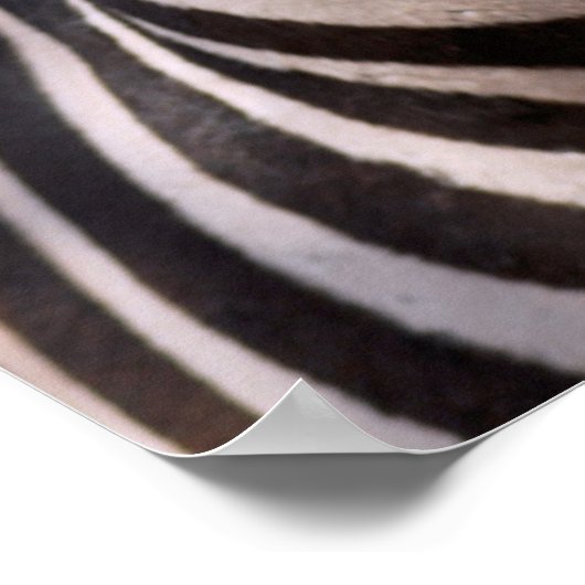 Portret van zebra poster (Hoek)