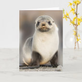 Portret van zeehondenpop op de strand kaart (Gele Bloem)