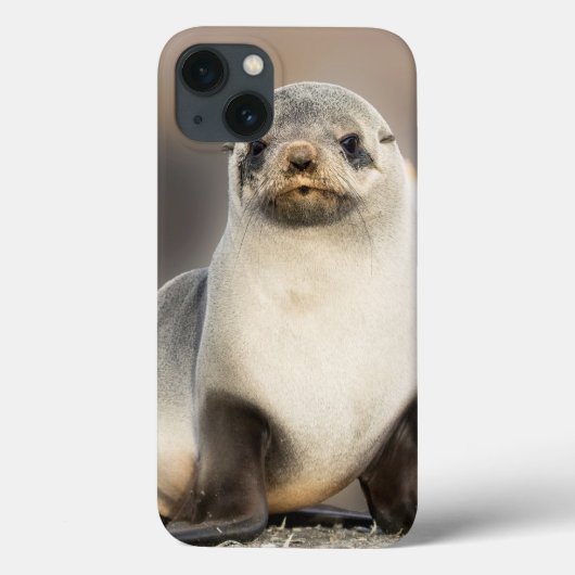 Portret van zeehondje op het strand Case-Mate iPhone case (Achterkant)