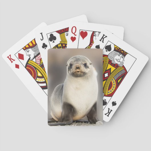 Portret van zeehondje op het strand pokerkaarten (Achterkant)