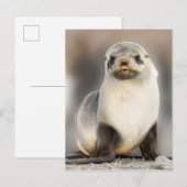 Portret van zeehondjong op het strand briefkaart (Voorkant / Achterkant)