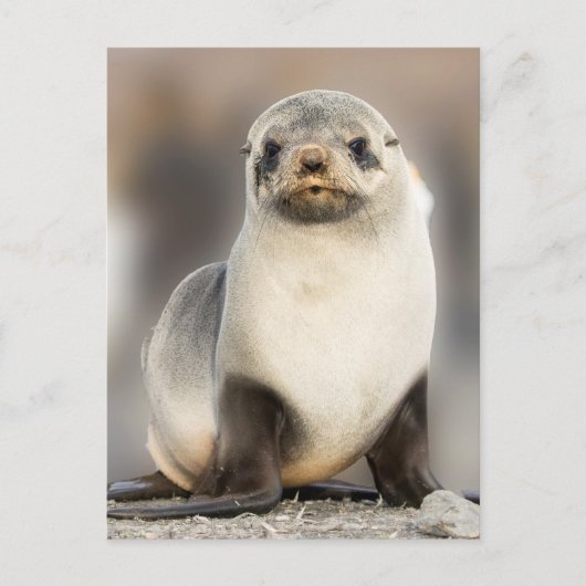 Portret van zeehondjong op het strand briefkaart (Voorkant)
