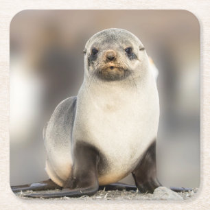 Portret van zeehondjong op het strand kartonnen onderzetters
